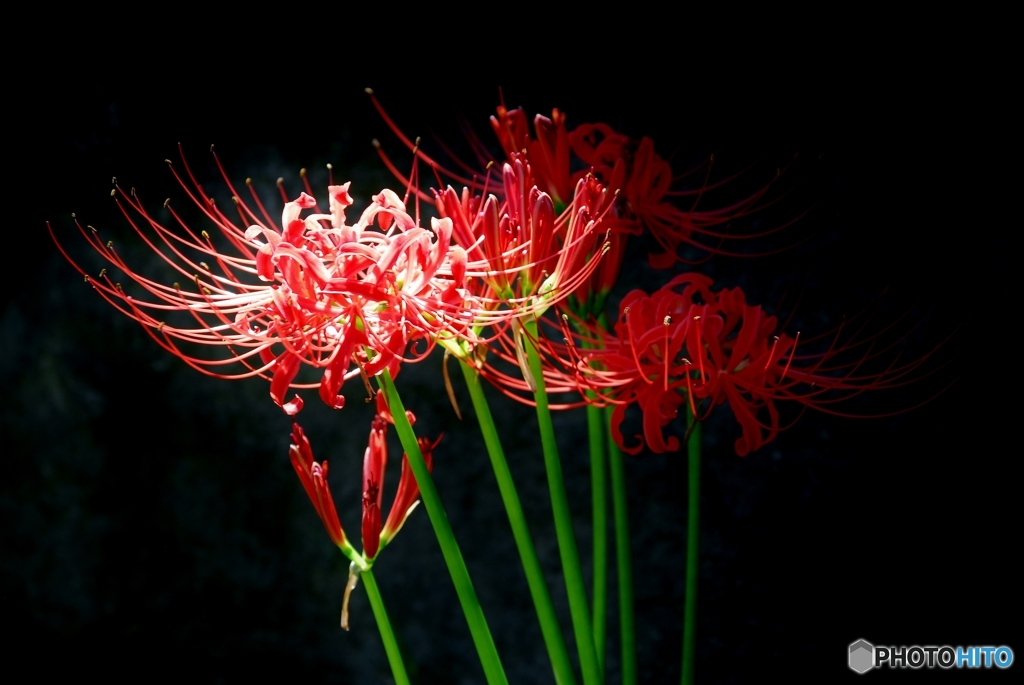 「天上の花」