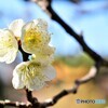 Freedom of spring