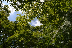 夏もみじ