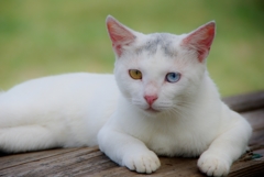 ねこ
