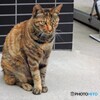 ぼく・・・ネコ