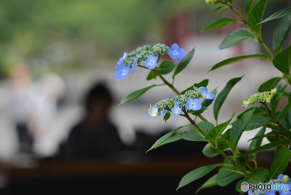 紫陽花は幸運を招くお守り・・・