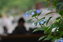 紫陽花は幸運を招くお守り・・・