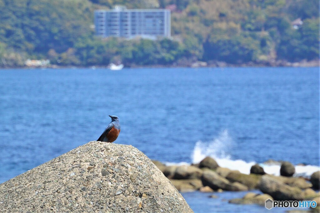 海浜公園・・・ハマヒヨドリ