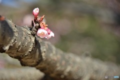 愛される花　愛されぬ花