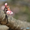 愛される花　愛されぬ花