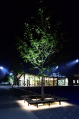 tree