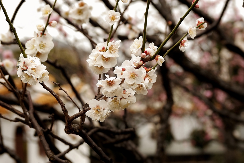 The plum which lets Tokina lens go throu