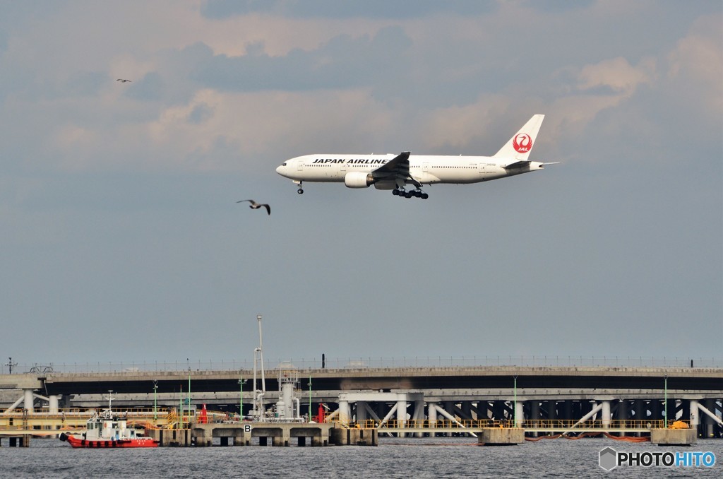 旅客機と野鳥