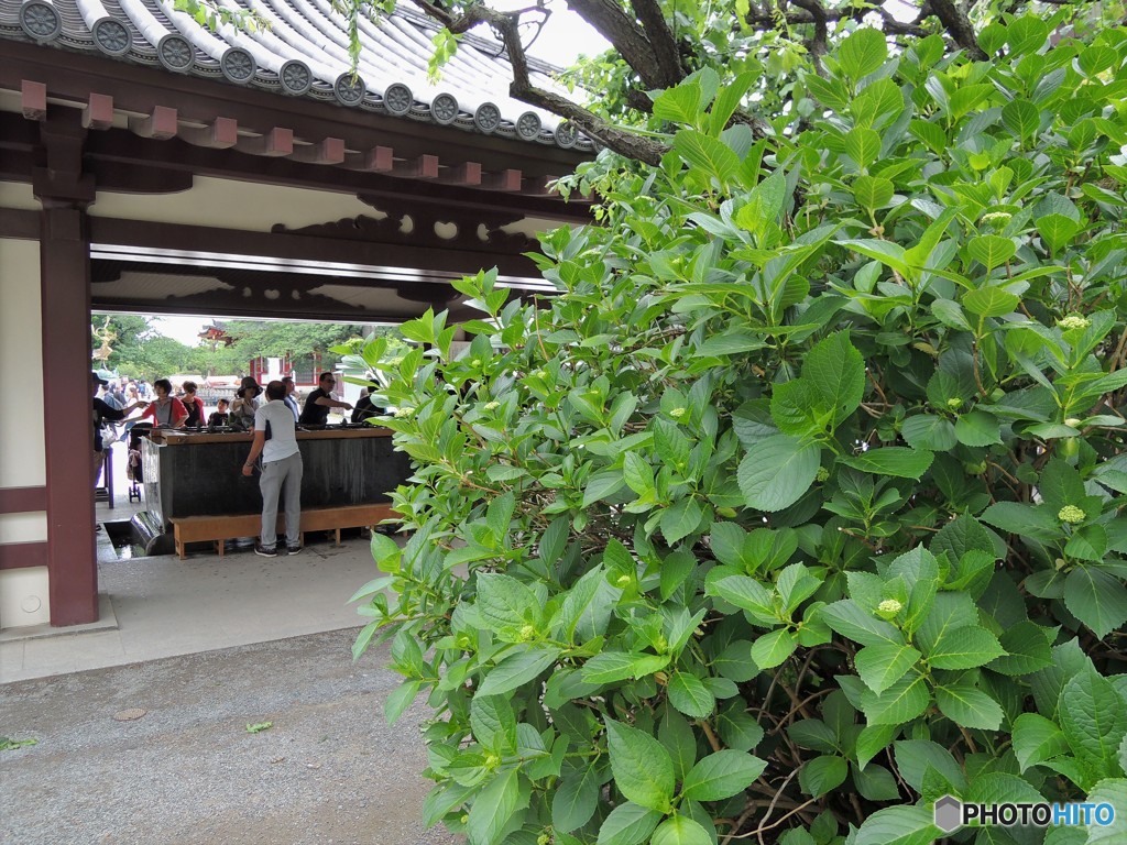 今日の平間寺