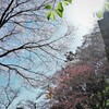 春・・・その１
