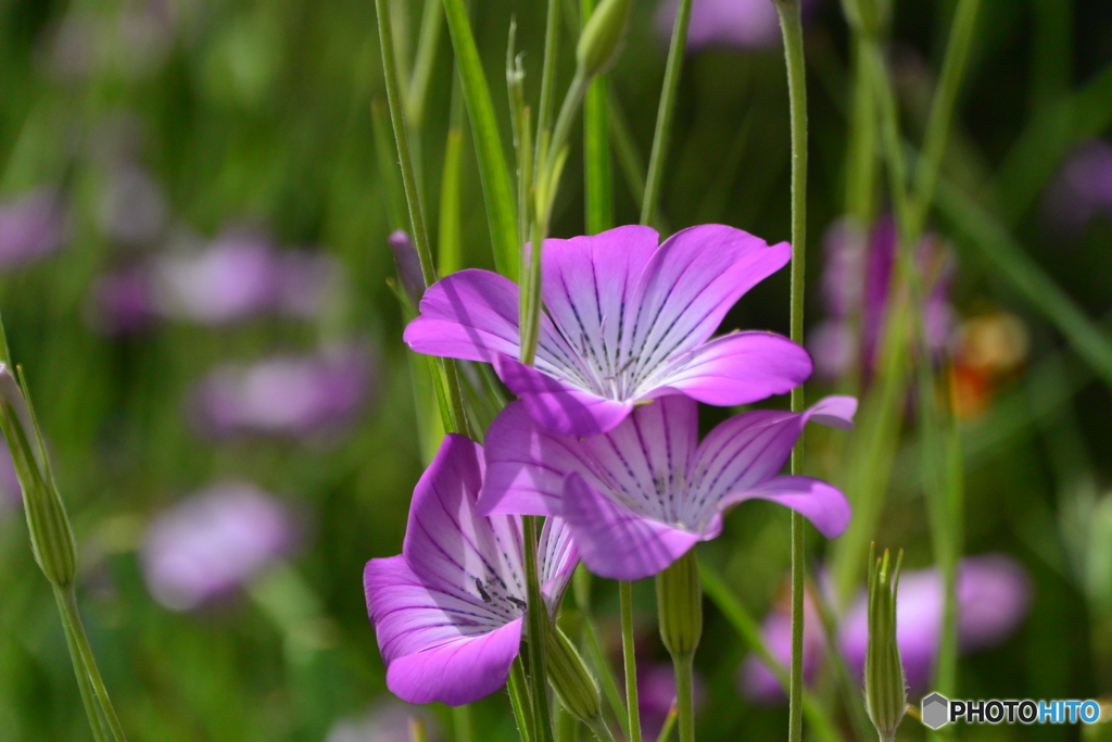 花