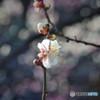 spring・・・と、妖精のつぶやき