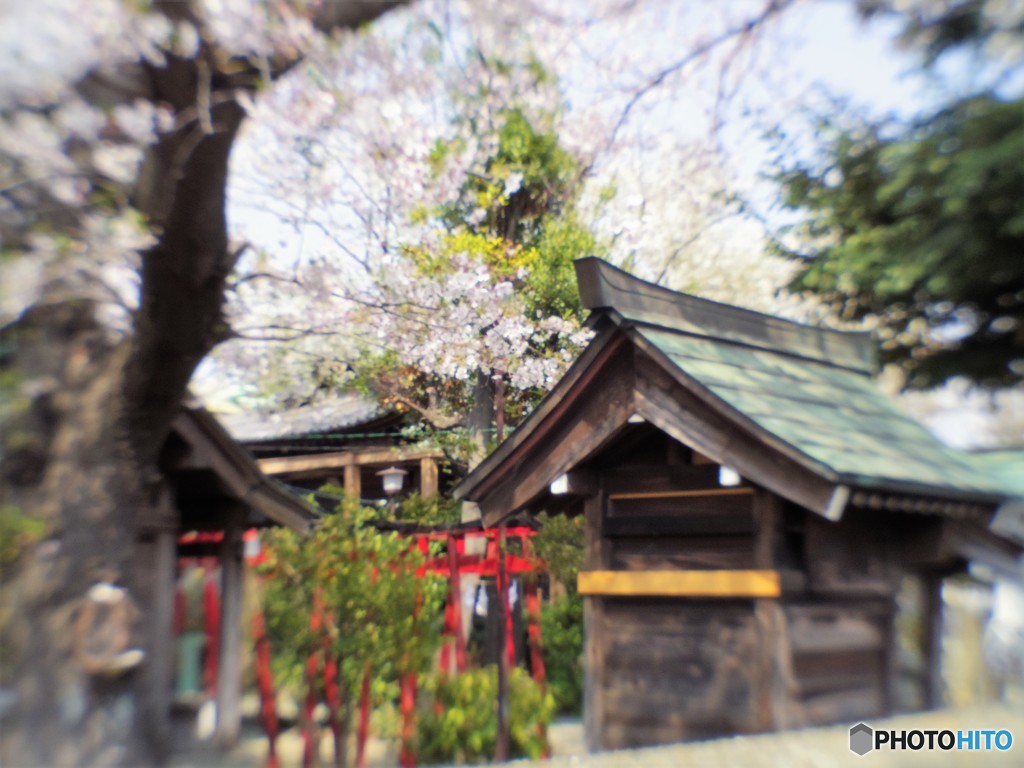 さくらと、祠