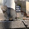 のら・・・ねこ