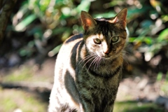 吾輩はねこで・・・