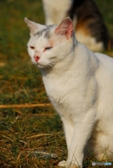 オッドアイの野良猫