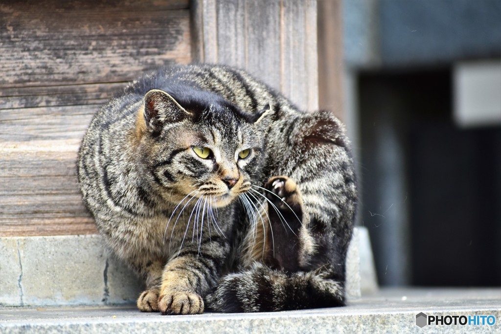 のらの・・・野生心