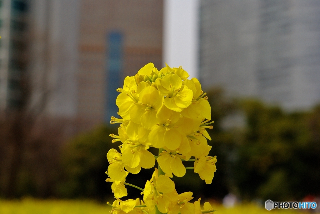 菜の花