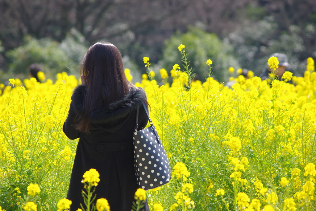 菜の花畑で、