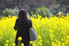 菜の花畑で、