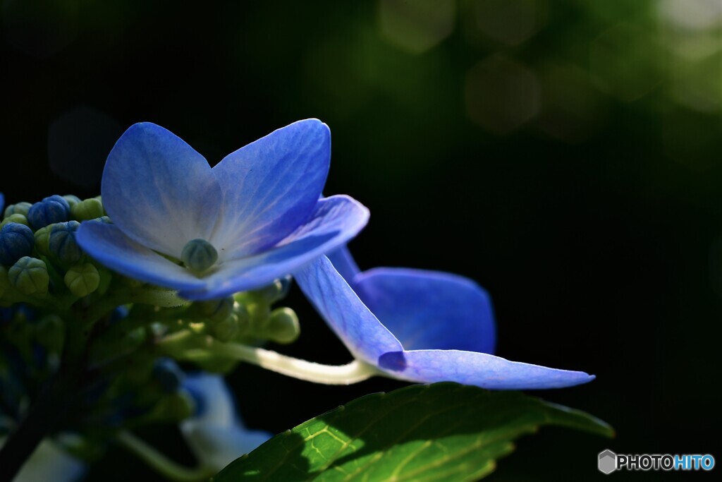 やさしい・・・水無月へ