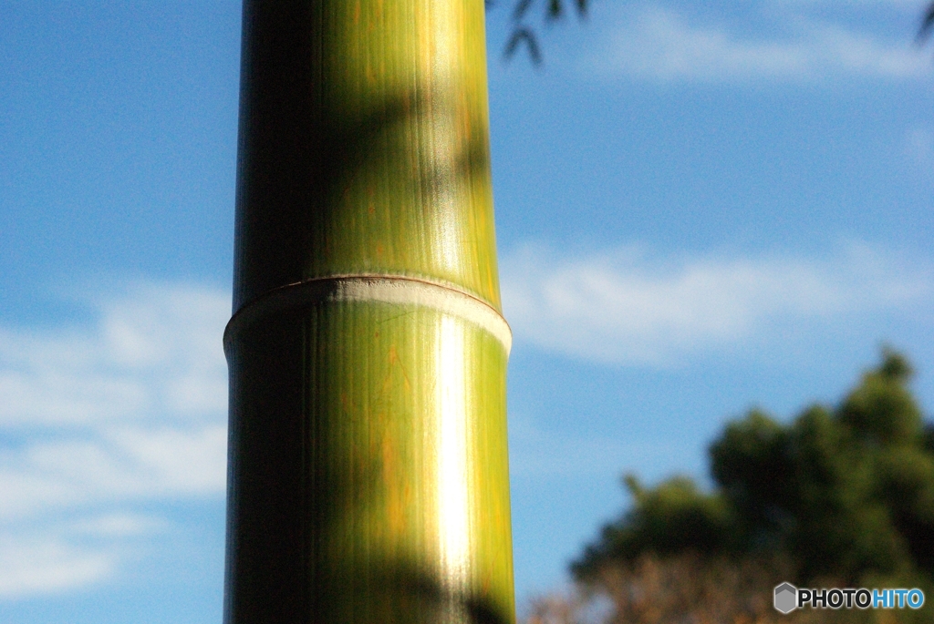 青空にBamboo(≧▽≦)！