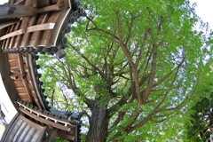 門と銀杏