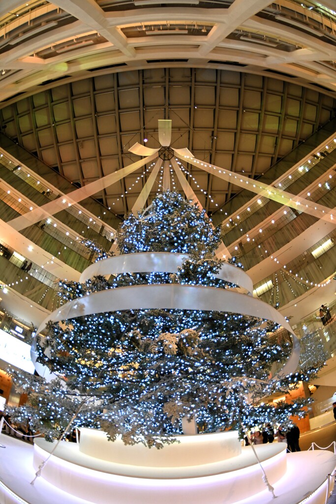 Xmasのseasonがやって来ました