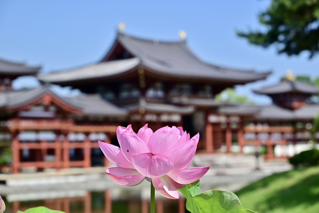 平等院と蓮の花