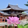 平等院と蓮の花