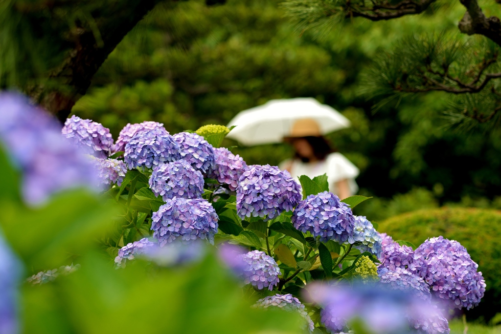 紫陽花めぐり（一人ver）