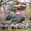 china no haru 