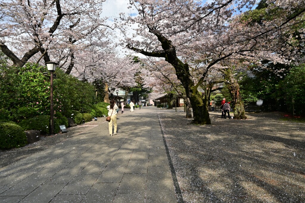 桜ふぶきの中の・・・