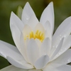 Pure white