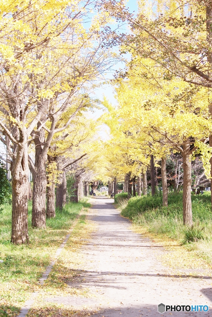 monet調の・・・銀杏並木