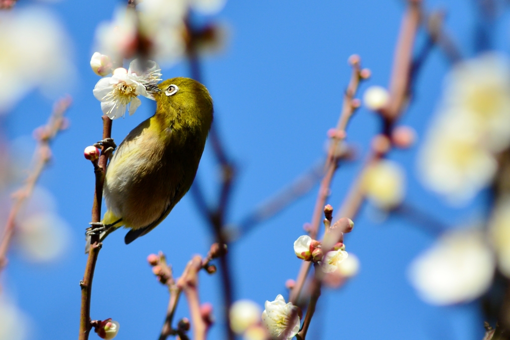 この蜜、うめ〜    