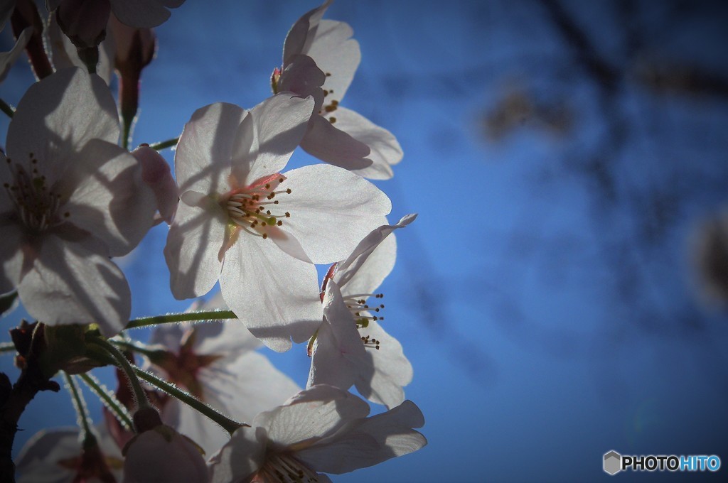 sakura-saku