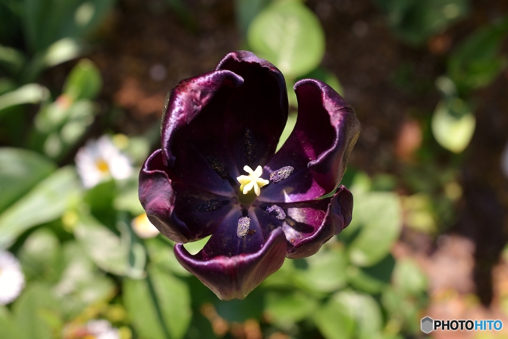 black　tulip