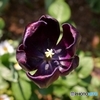black　tulip