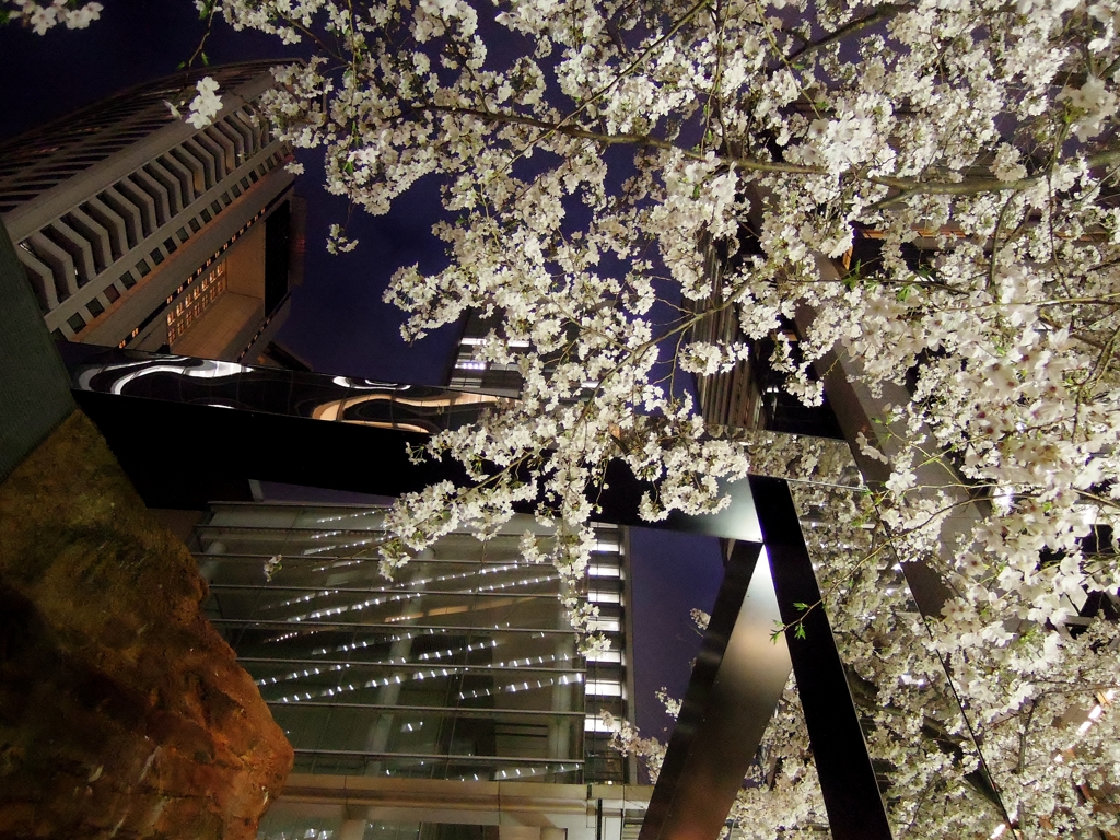 都会の夜桜