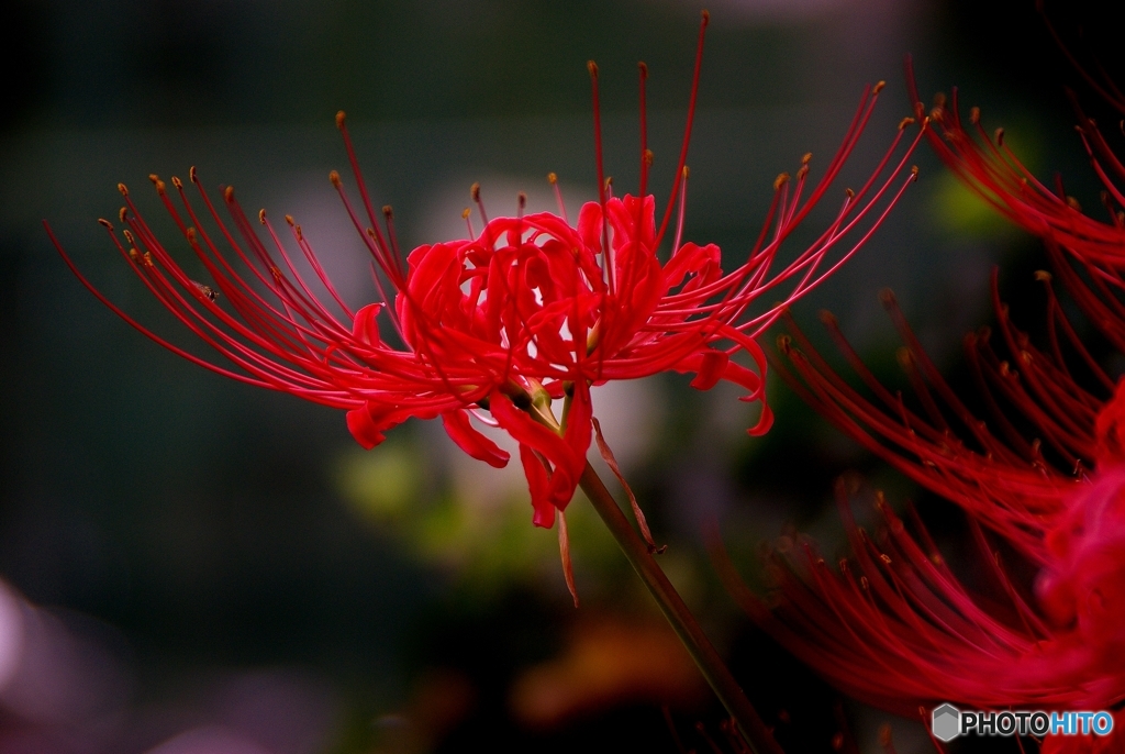 曼珠沙華