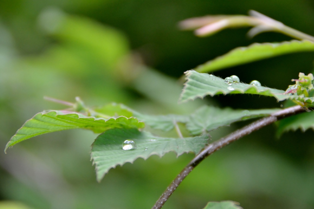 ”Lens of nature”