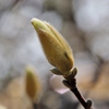 ”In spring”