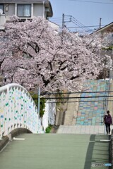 桜と橋と階段のある春の風景