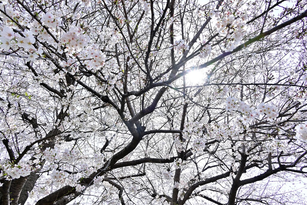 さくら開花