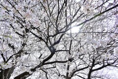 さくら開花