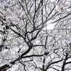 さくら開花