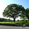 白と木と青