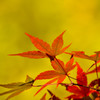 今も同じ夢に